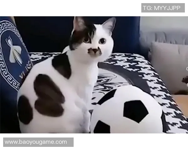 足球明星的宠物生活揭秘狗与猫的明星日常趣事